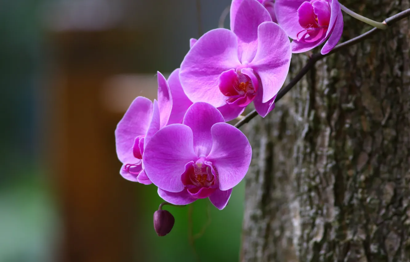 Photo wallpaper macro, branch, Orchid