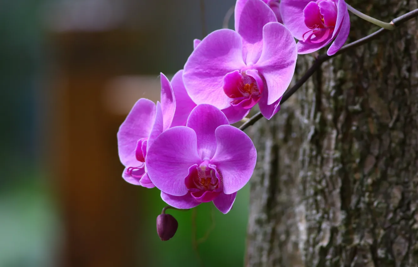 Photo wallpaper macro, branches, Orchid