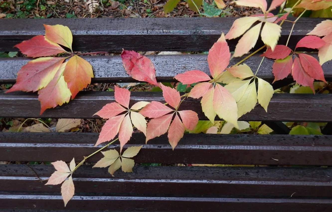 Photo wallpaper autumn, leaves, bench, Park, rain, widescreen, Wallpaper, wallpaper