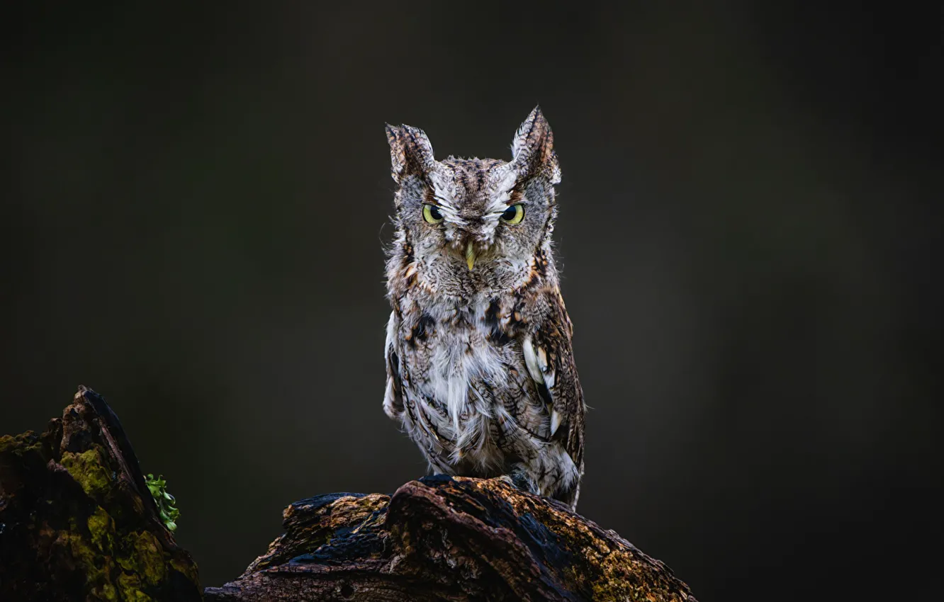 Photo wallpaper birds, Owls, Glance_, eastern_screech_owl
