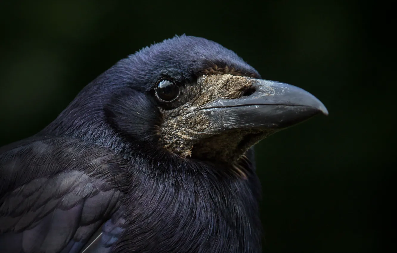 Photo wallpaper background, bird, Raven
