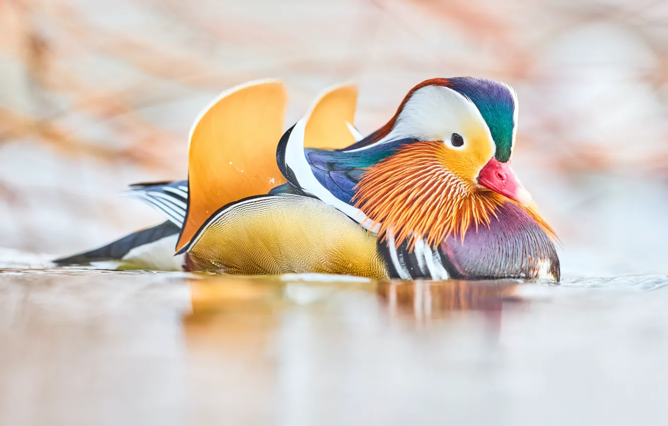 Photo wallpaper Bird, Beak, Color, Wild Duck
