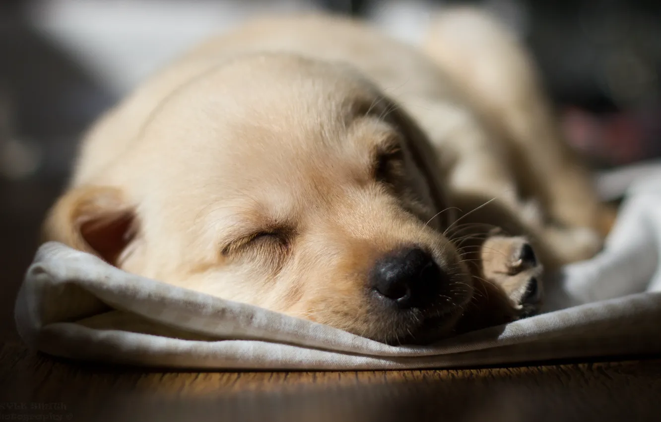 Photo wallpaper dog, Labrador, pup.sleeping
