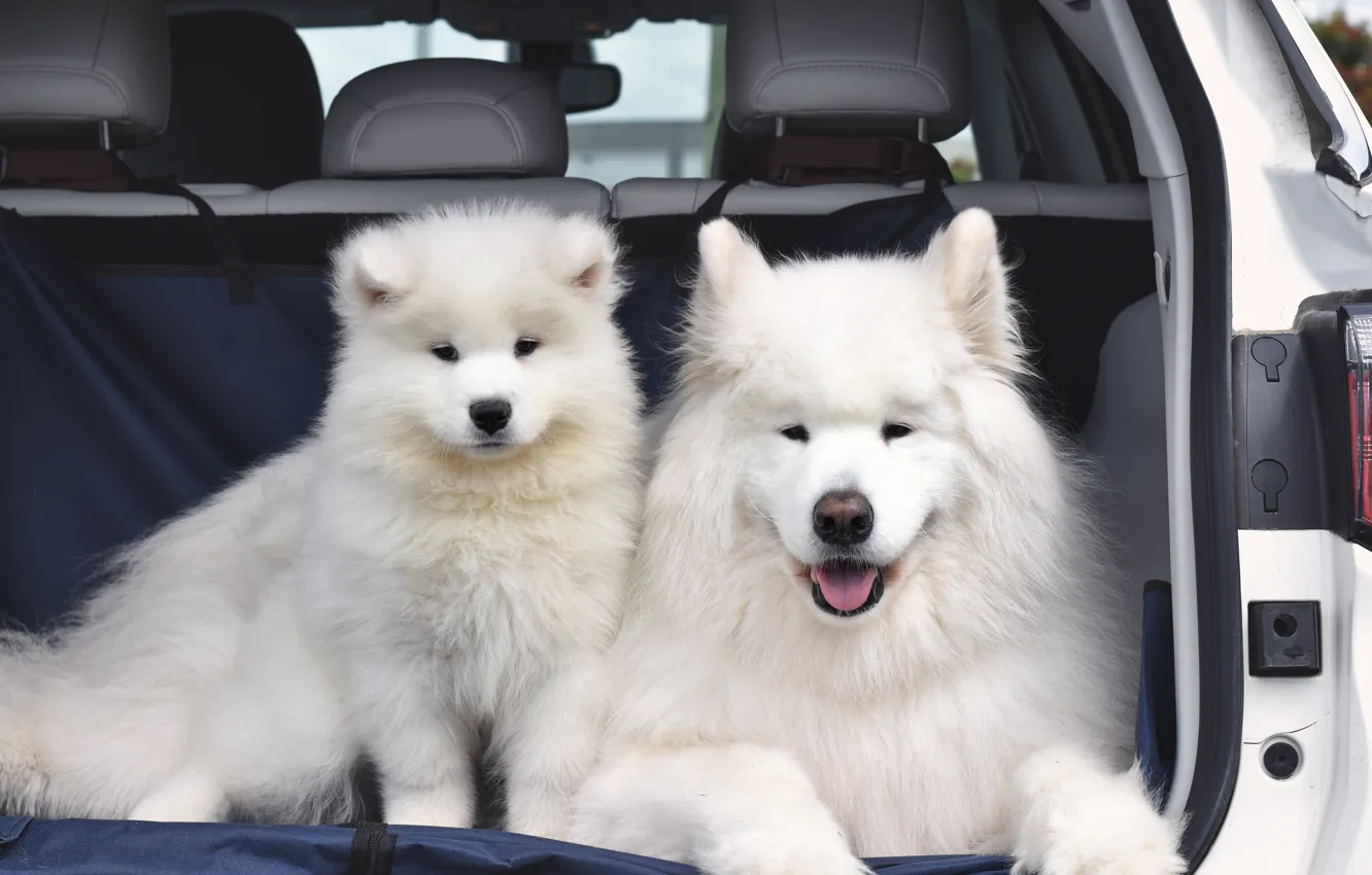 Photo wallpaper dog, pose, look, face, Samoyed