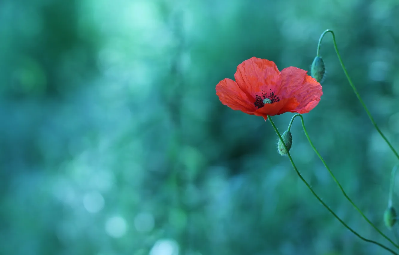 Photo wallpaper flowers, red, bokeh, one, Mac, Maki, buds, green background