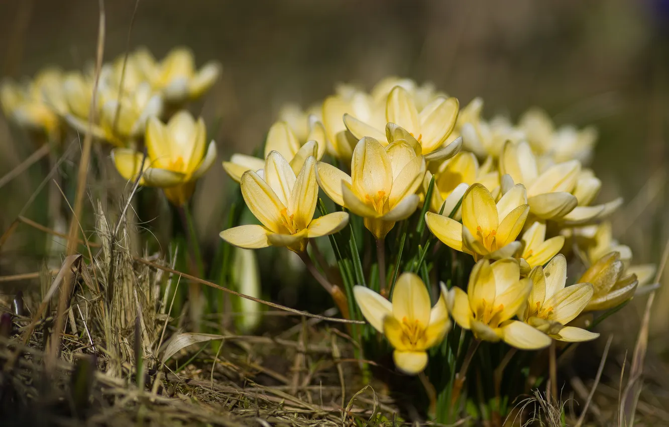 Photo wallpaper flowers, nature, background, crocuses, bokeh