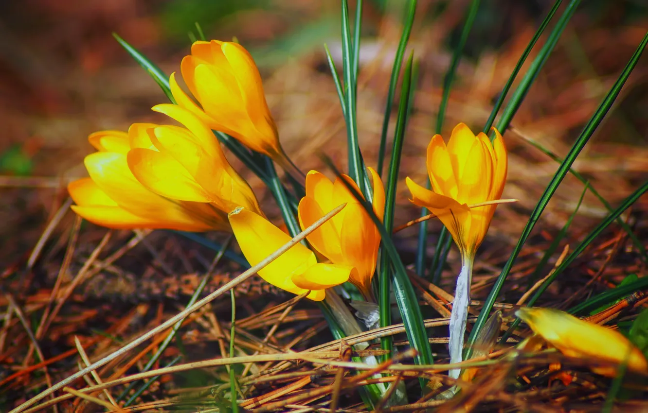 Photo wallpaper nature, spring, petals, crocuses