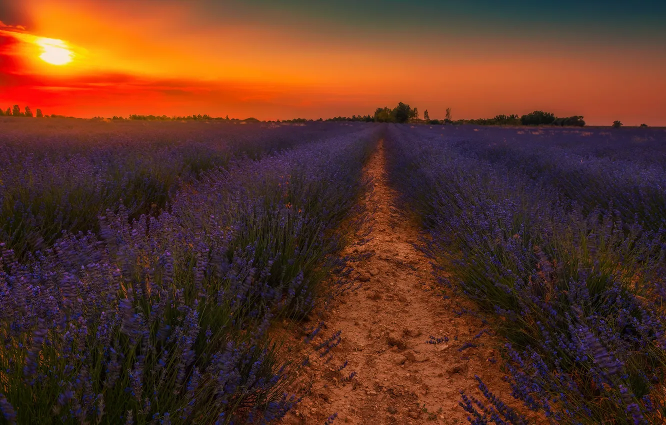 Photo wallpaper field, sunset, lavender