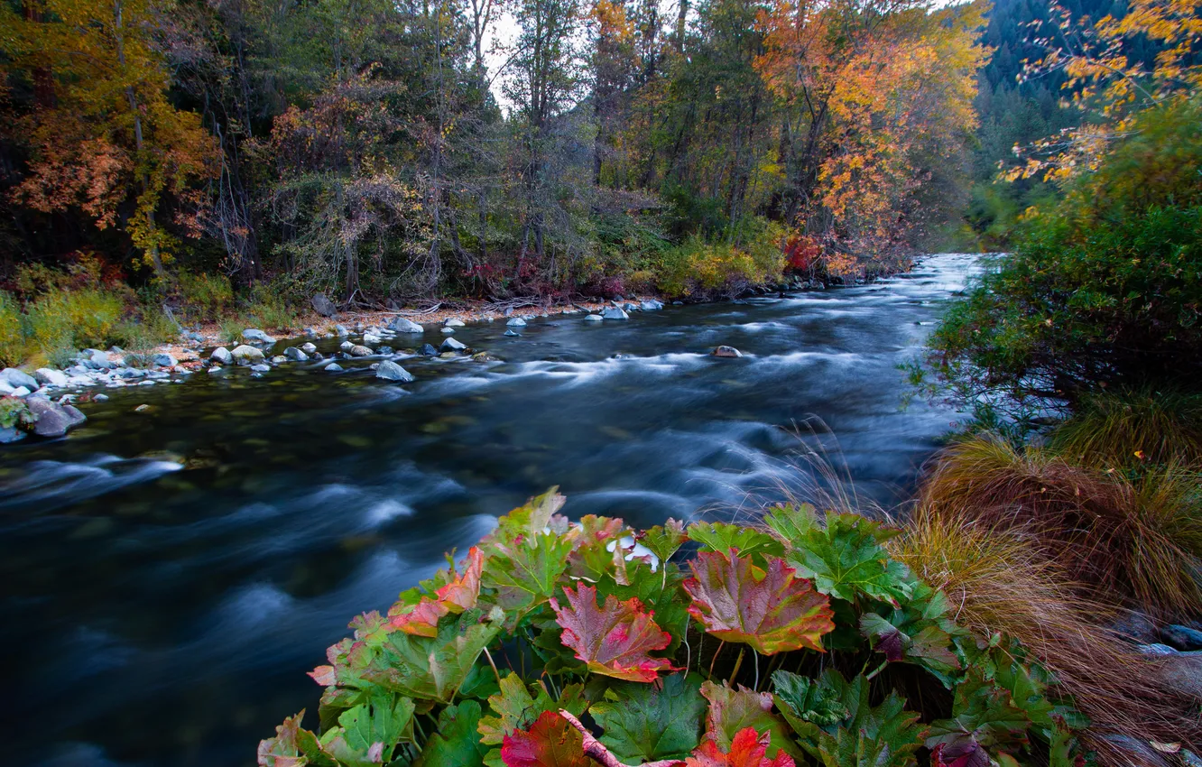 Photo wallpaper autumn, forest, the sky, leaves, mountains, river, stones