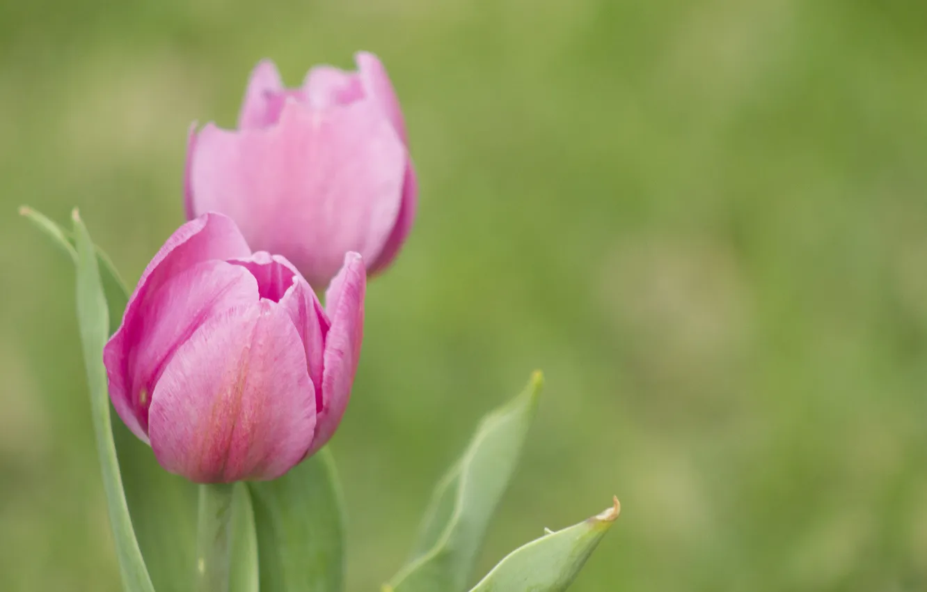 Photo wallpaper background, blur, tulips, pink