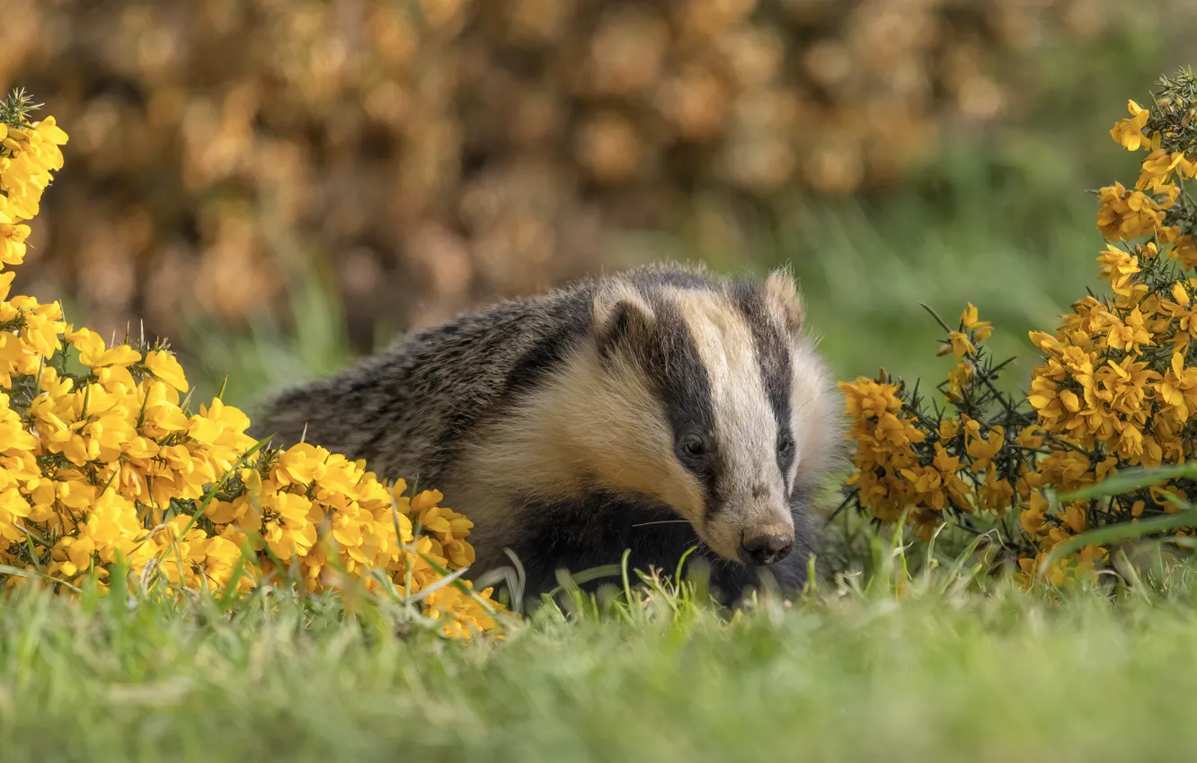 Photo wallpaper grass, face, flowers, yellow, garden, badger