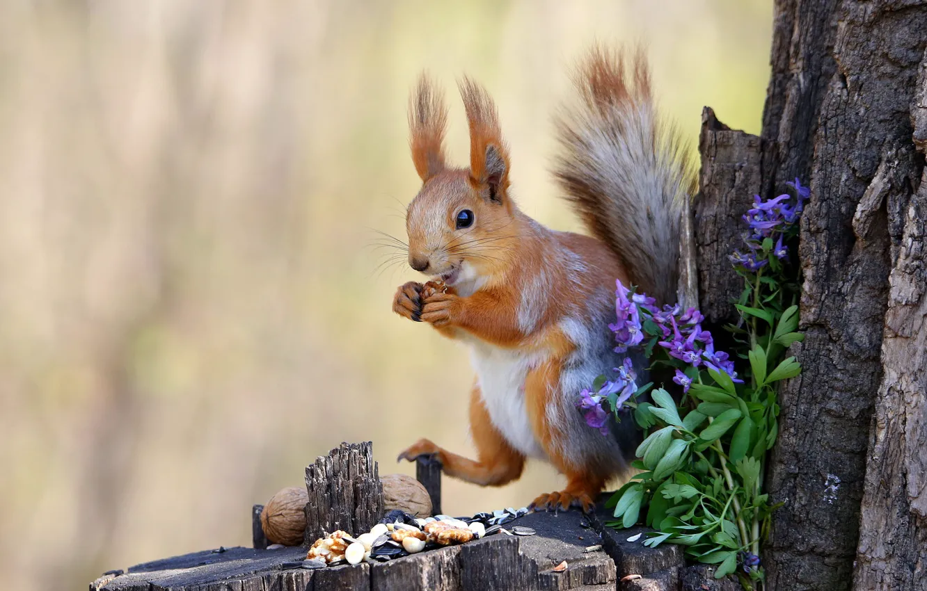 Photo wallpaper flowers, nature, pose, stump, legs, protein, nuts, a bunch