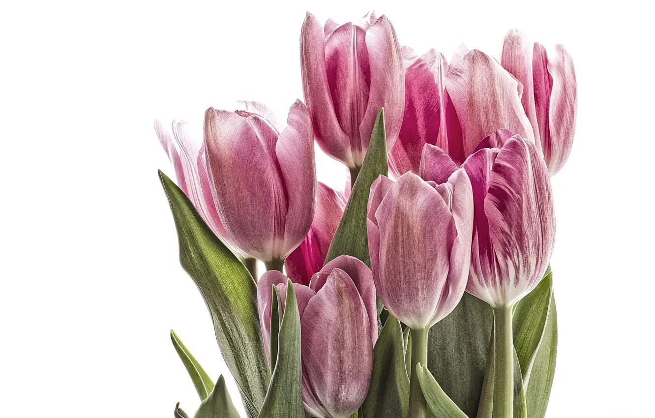 Photo wallpaper tulips, white background, pink