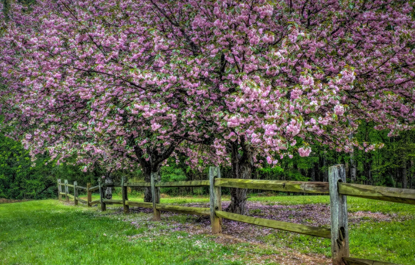 Photo wallpaper nature, tree, the fence, spring