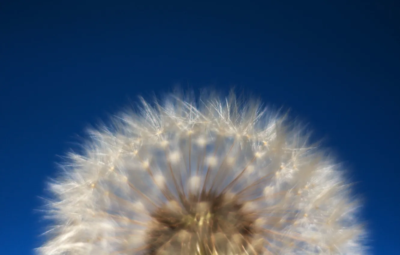 Photo wallpaper flower, nature, fluff