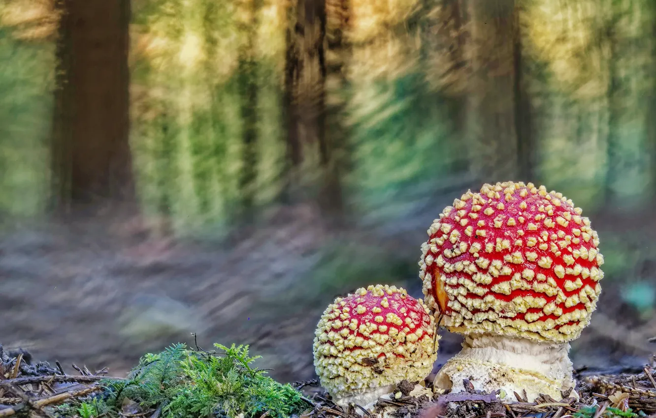 Photo wallpaper forest, mushrooms, two, moss, blur, mushroom, a couple, bokeh