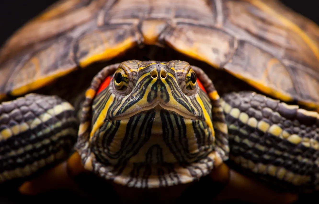 Photo wallpaper head, turtle, reptile