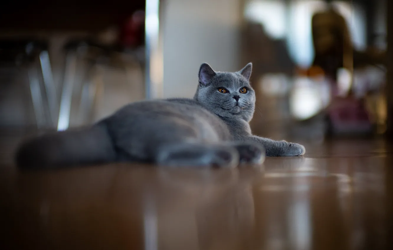 Photo wallpaper cat, cat, look, pose, face