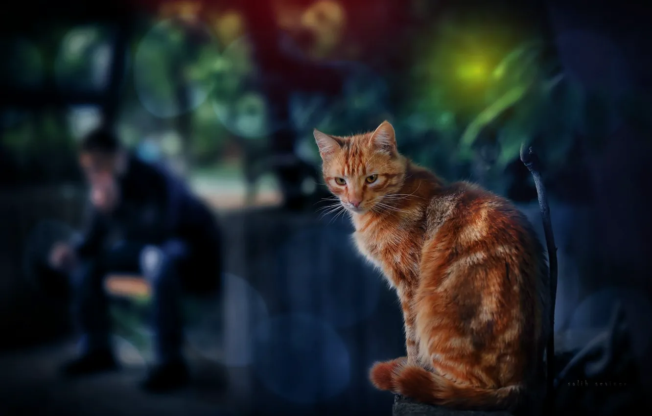 Photo wallpaper cat, cat, red, bokeh, cat