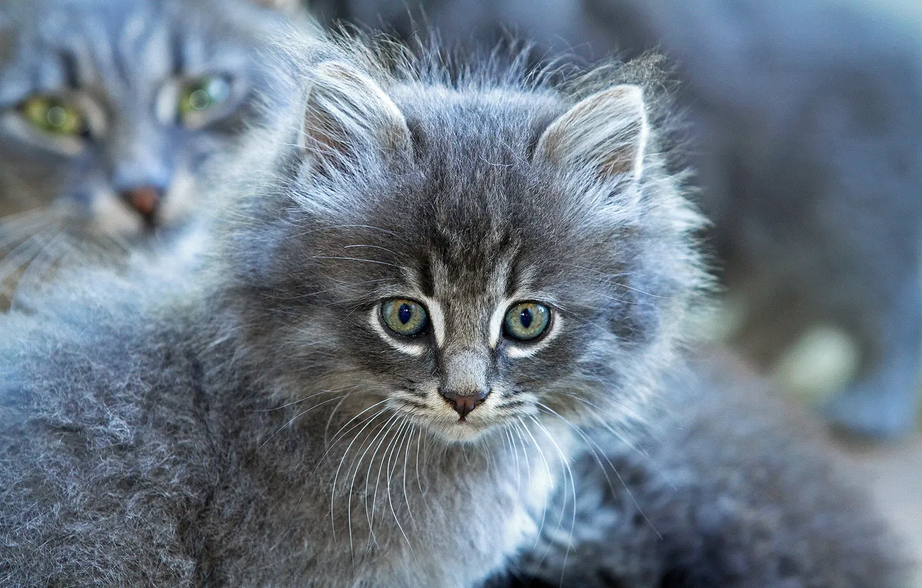 Photo wallpaper look, grey, fluffy, muzzle, kitty
