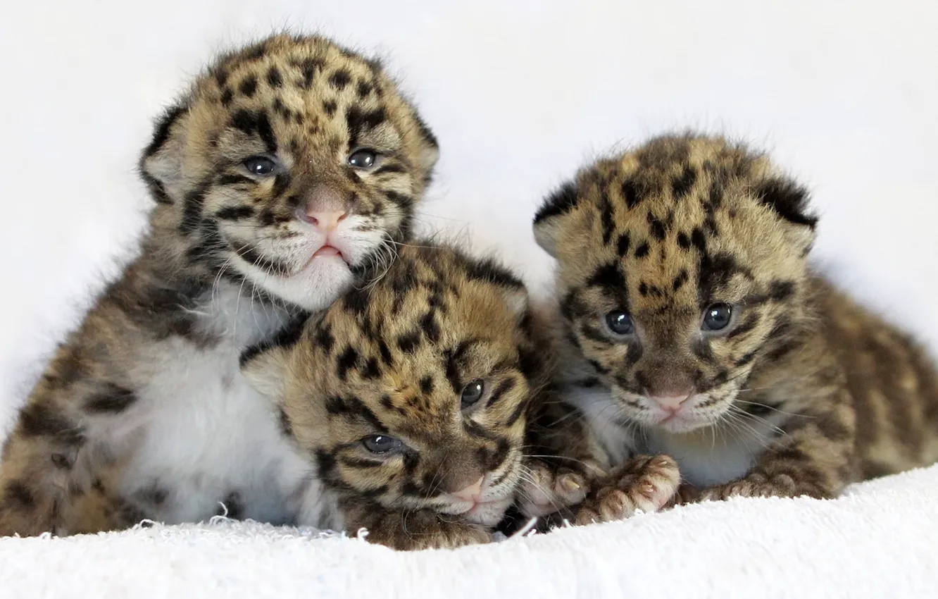Photo wallpaper cat, leopard, leopard, cubs