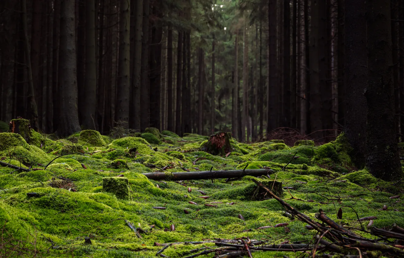 Photo wallpaper forest, trees, moss