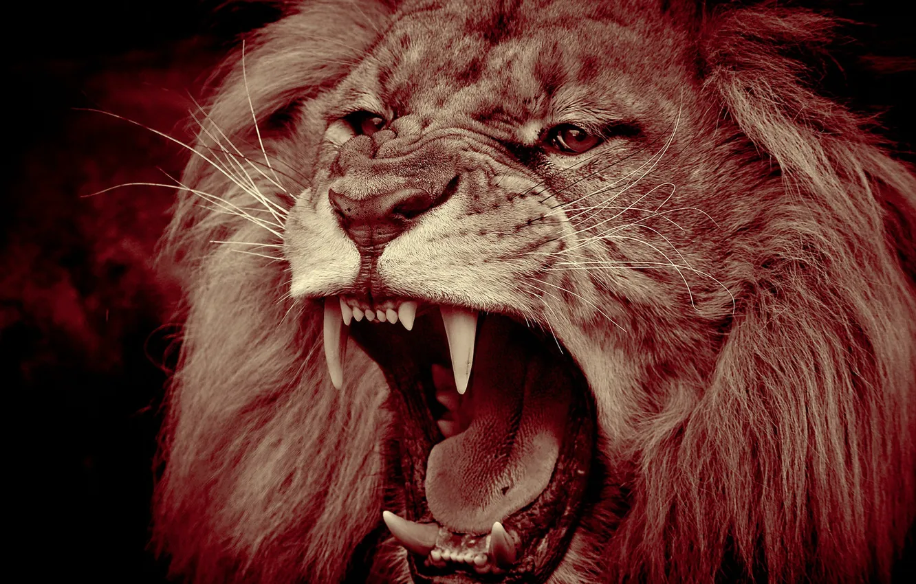 Photo wallpaper face, predator, Leo, mouth, mane, the king of beasts, fangs, grin