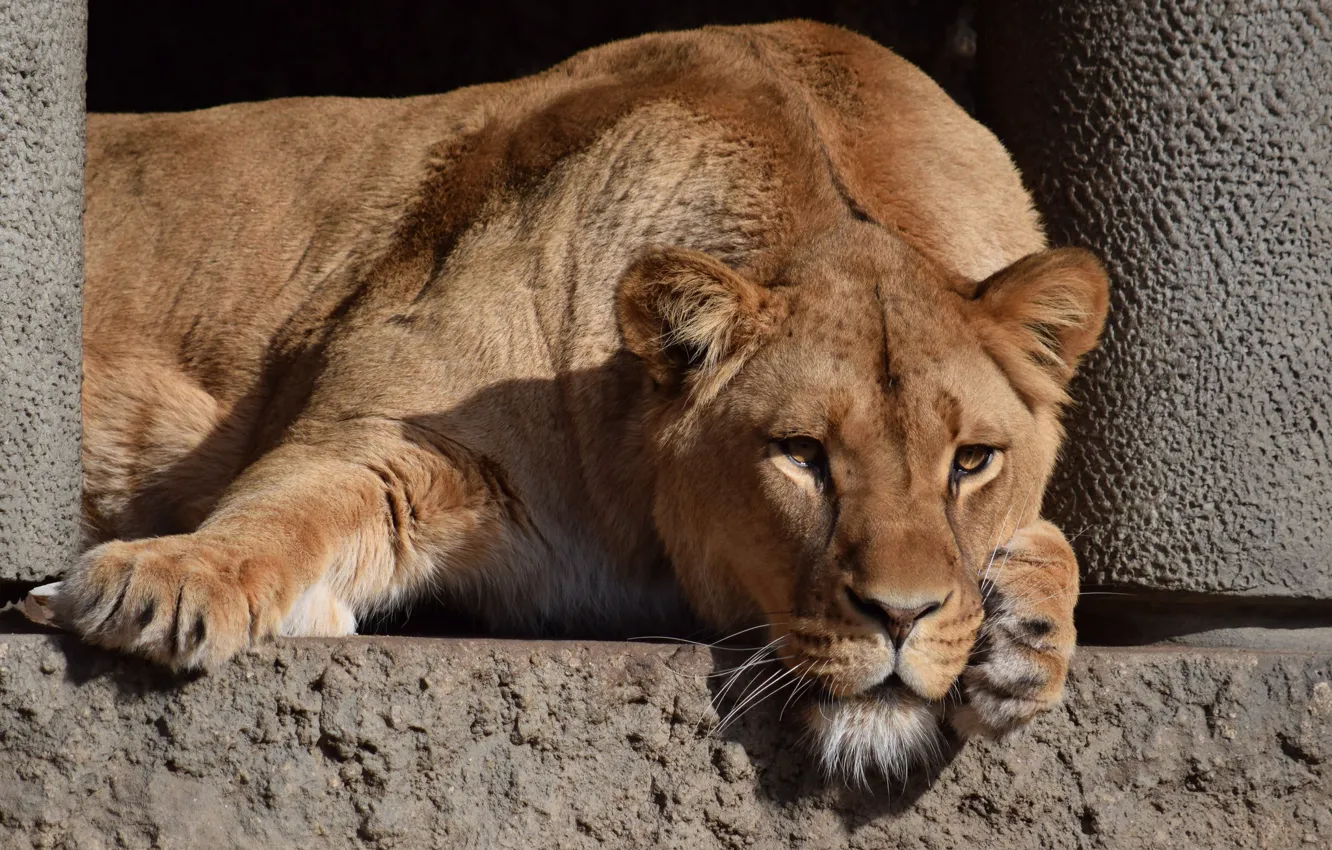 Photo wallpaper animal, stay, lioness