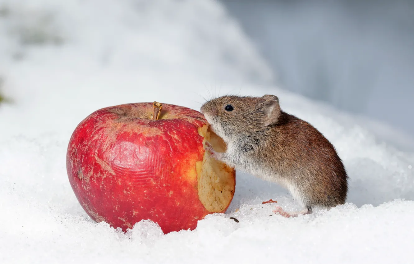 Photo wallpaper snow, apples, mouse