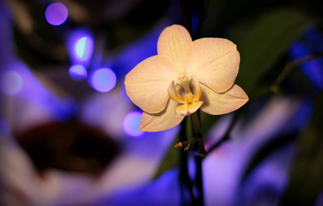 Photo wallpaper Orchid, Orchid, Blur