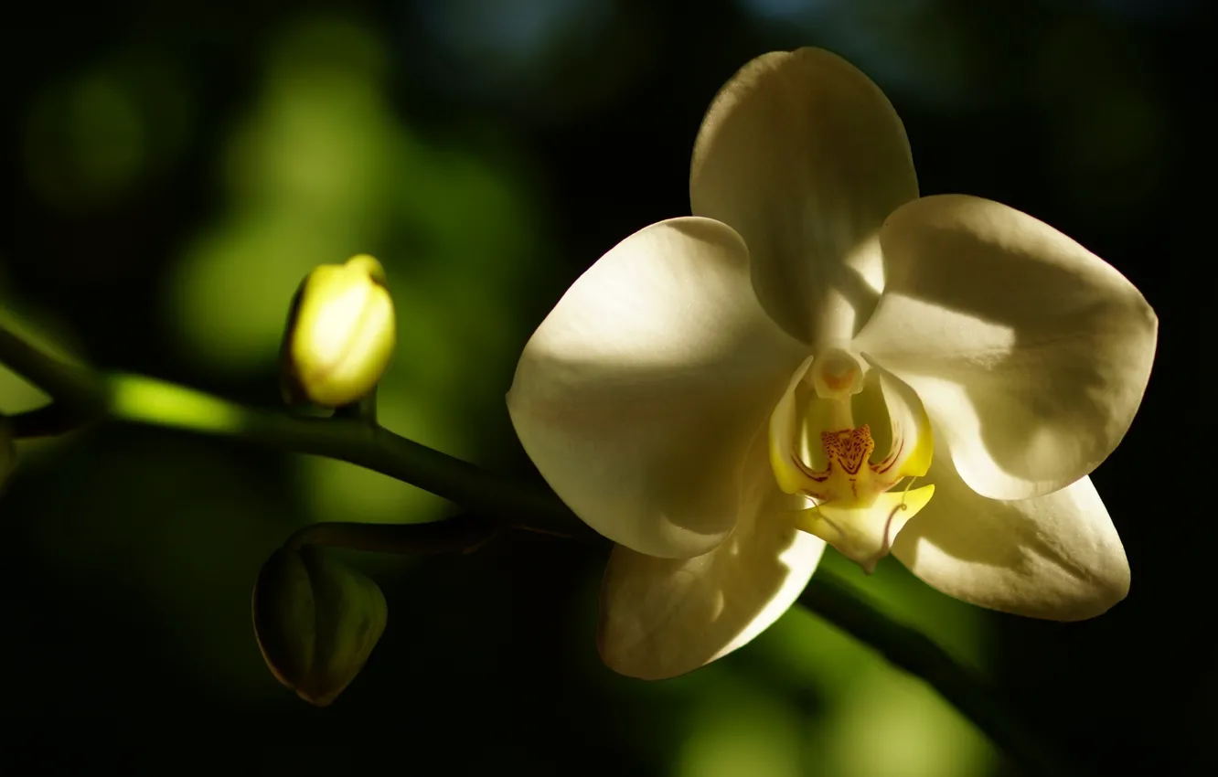 Photo wallpaper white, flower, macro, shadow, petals, Orchid