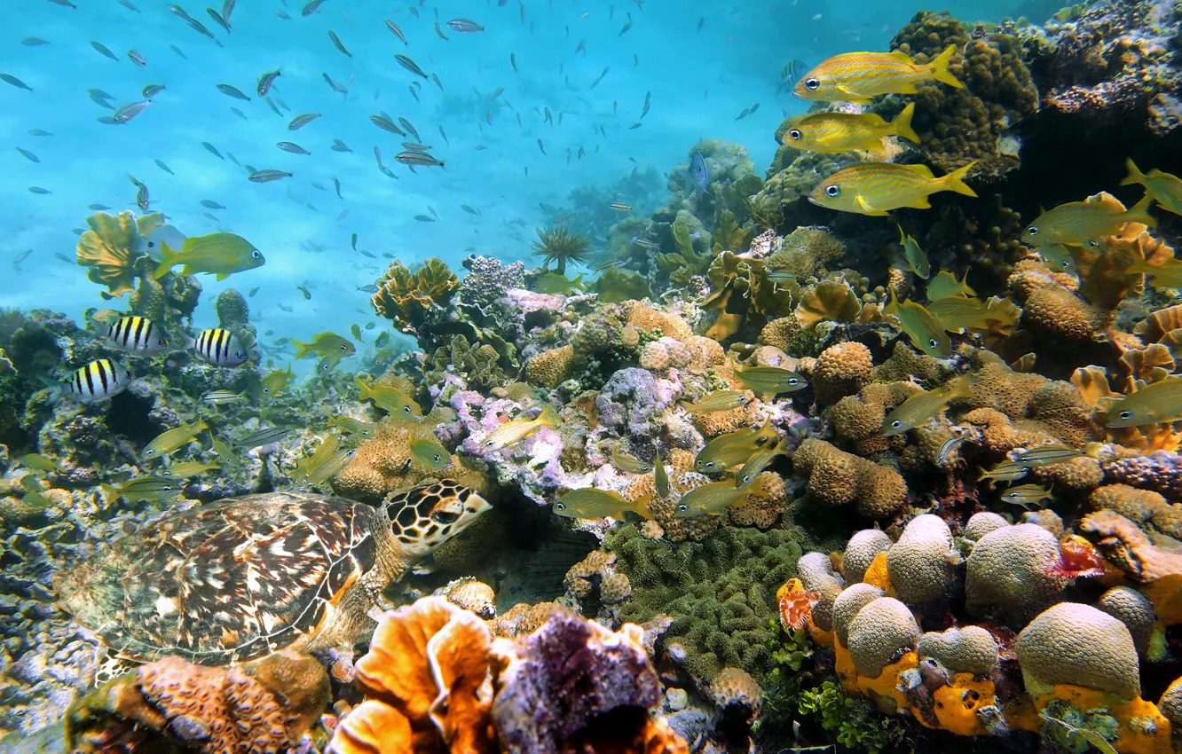 Photo wallpaper photo, Nature, Fish, Sea, Stones, Corals, Shell, Underwater world