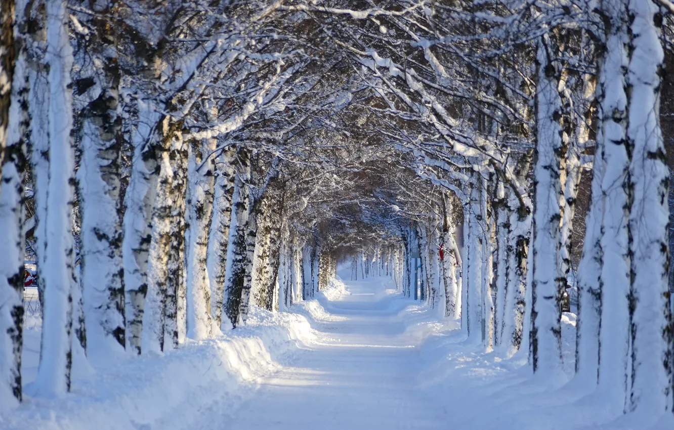 Photo wallpaper winter, snow, trees, landscape, nature, alley, birch