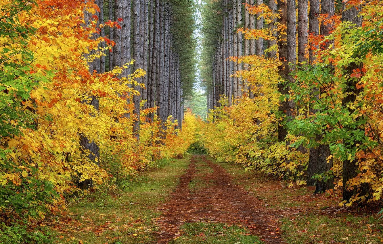 Photo wallpaper road, autumn, forest, trees, landscape, nature, plant, forest