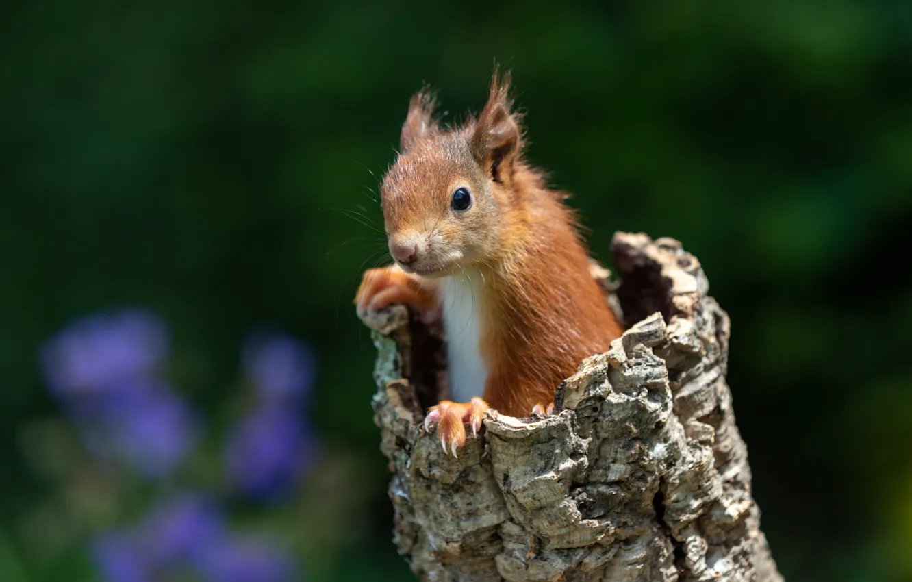 Photo wallpaper nature, pose, stump, baby, protein, rodent, squirrel
