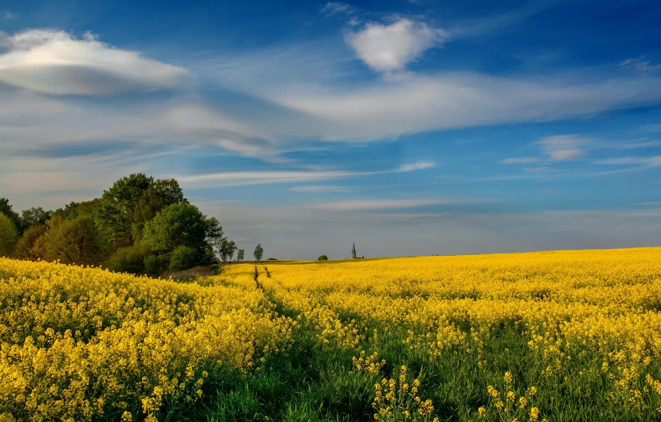 Photo wallpaper field, summer, the sky, clouds, trees, flowers, yellow, blue