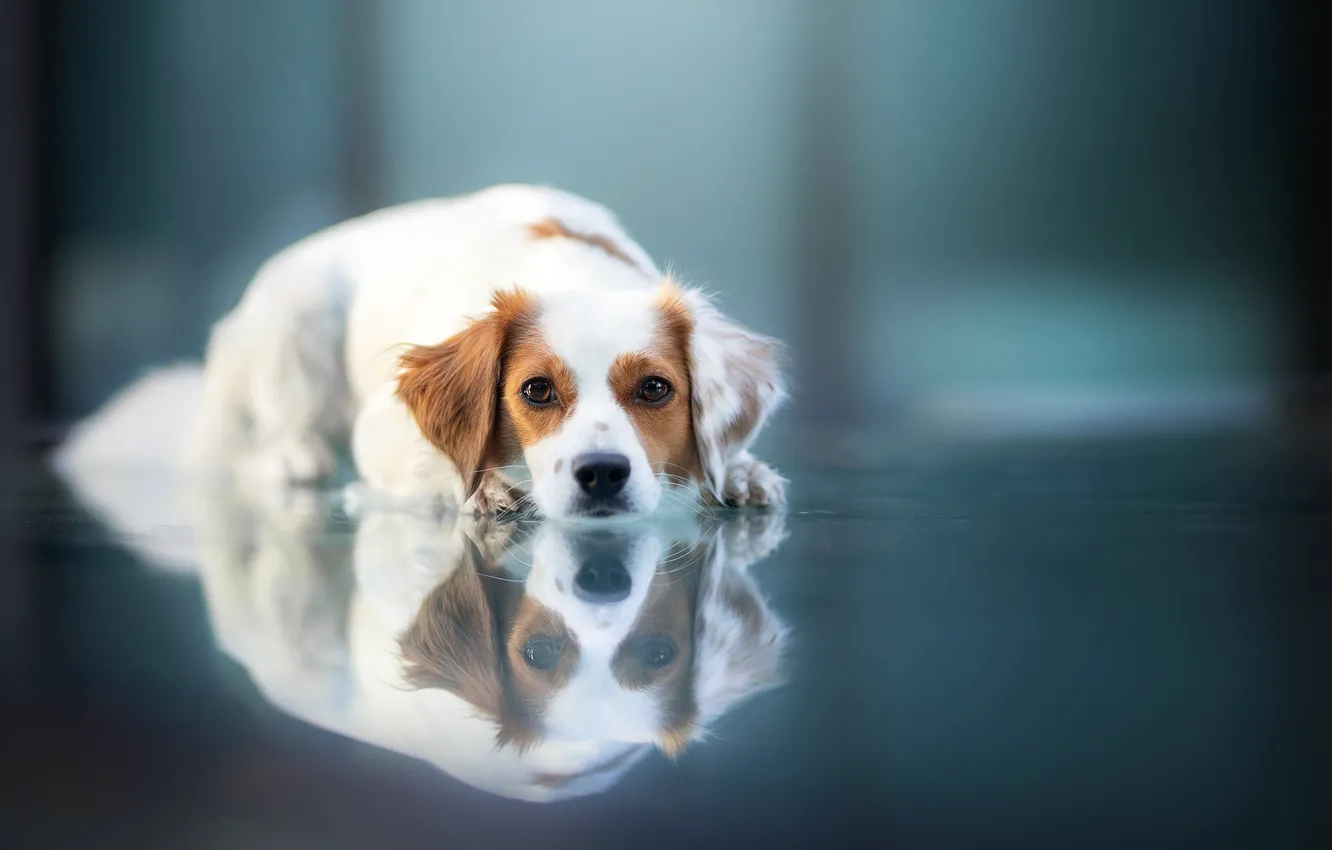 Photo wallpaper look, dog, kooikerhondje, atrazine