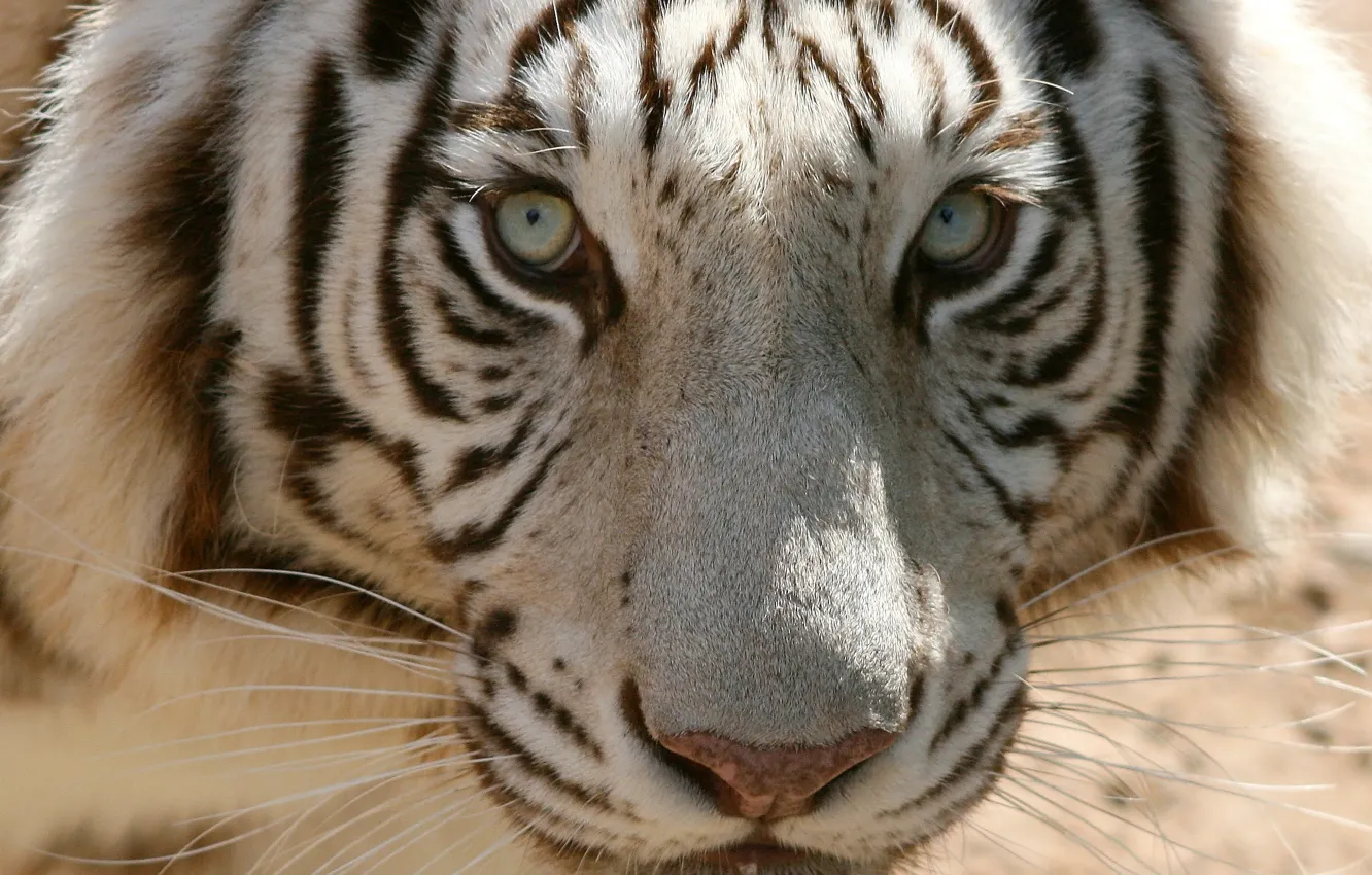 Photo wallpaper white, Tiger, look, head