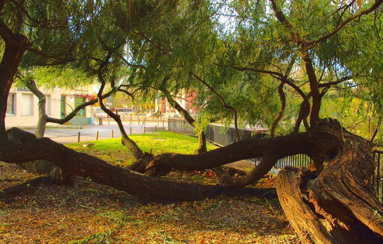 Photo wallpaper tree, branches, lying