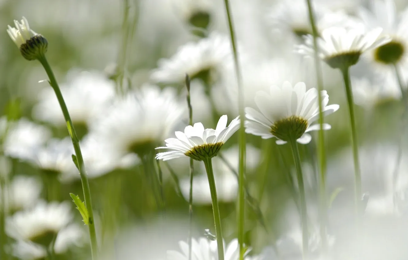 Photo wallpaper field, flowers, nature, chamomile, petals, stem