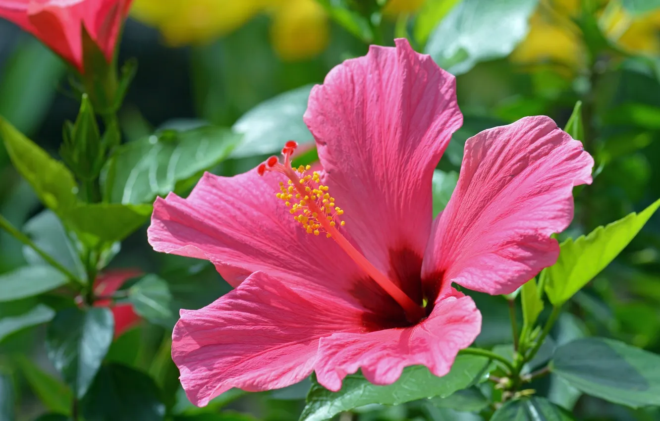 Photo wallpaper macro, hibiscus, Chinese rose