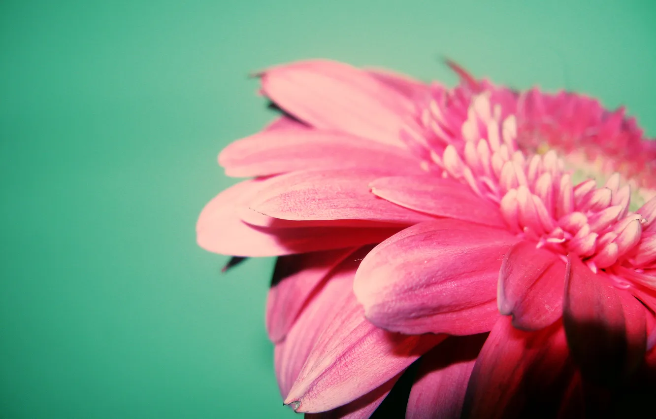 Photo wallpaper macro, petals, gerbera