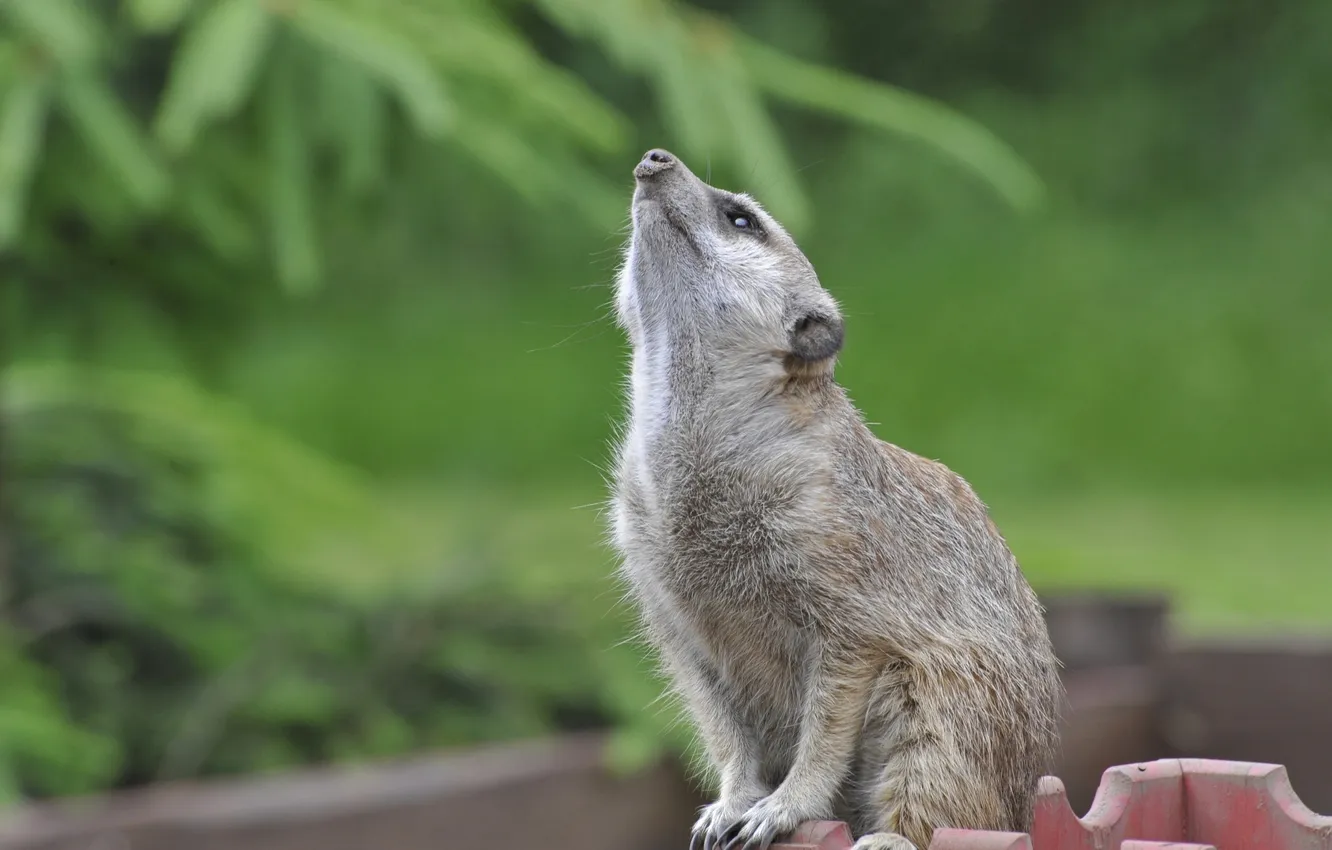 Photo wallpaper meerkats, proud, important