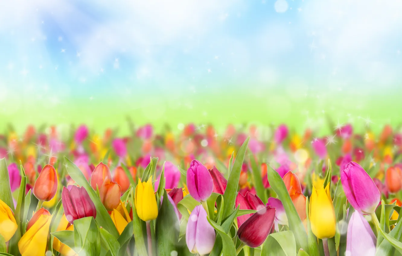 Photo wallpaper glare, spring, tulips
