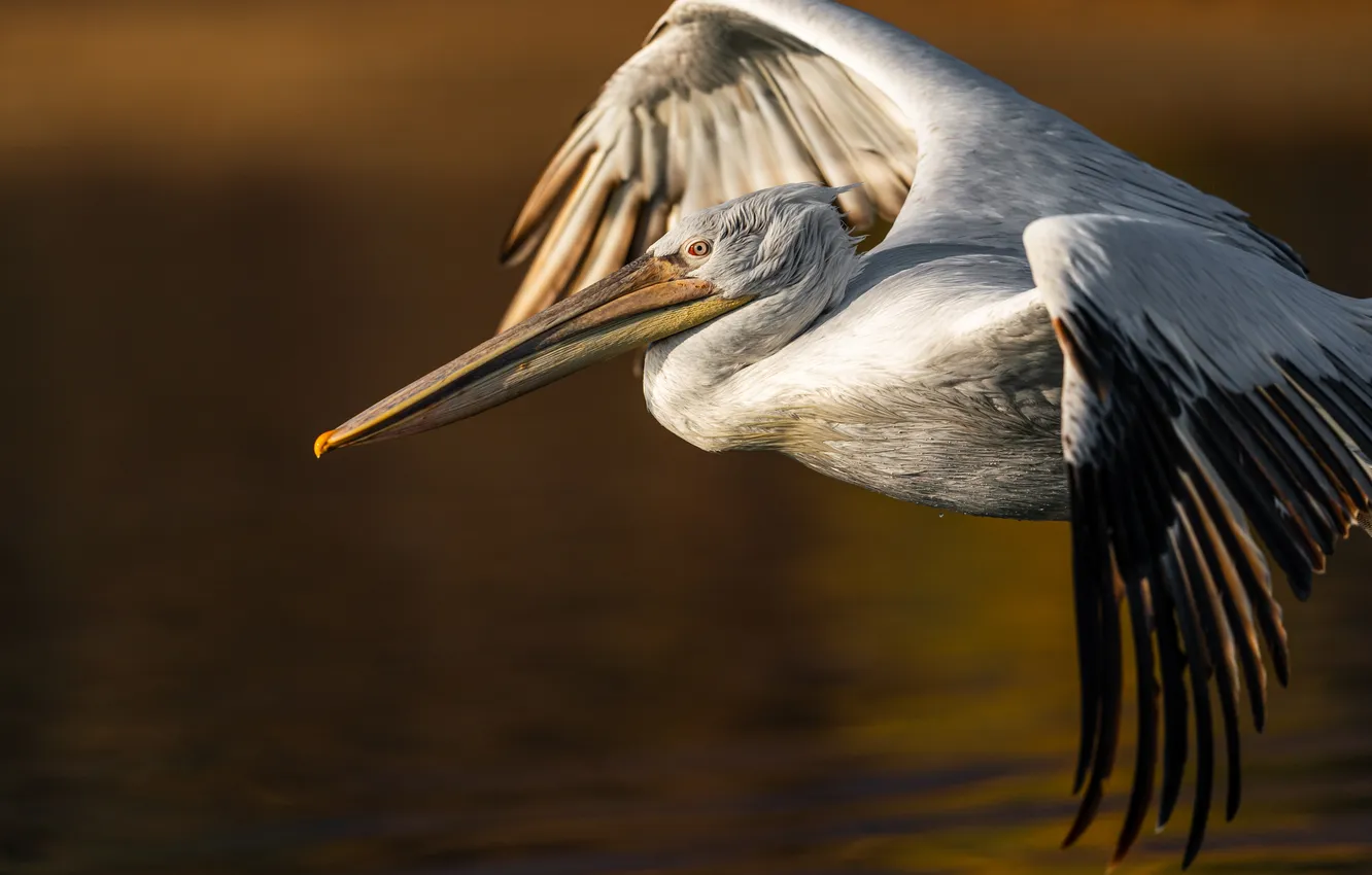 Photo wallpaper bird, feathers, fowl