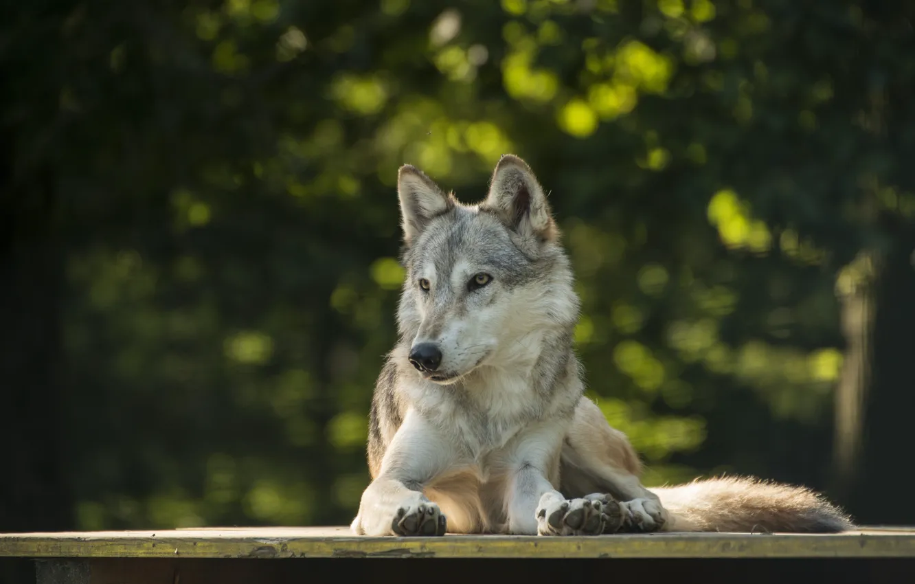 Photo wallpaper wolf, lies, bokeh, by Lakela