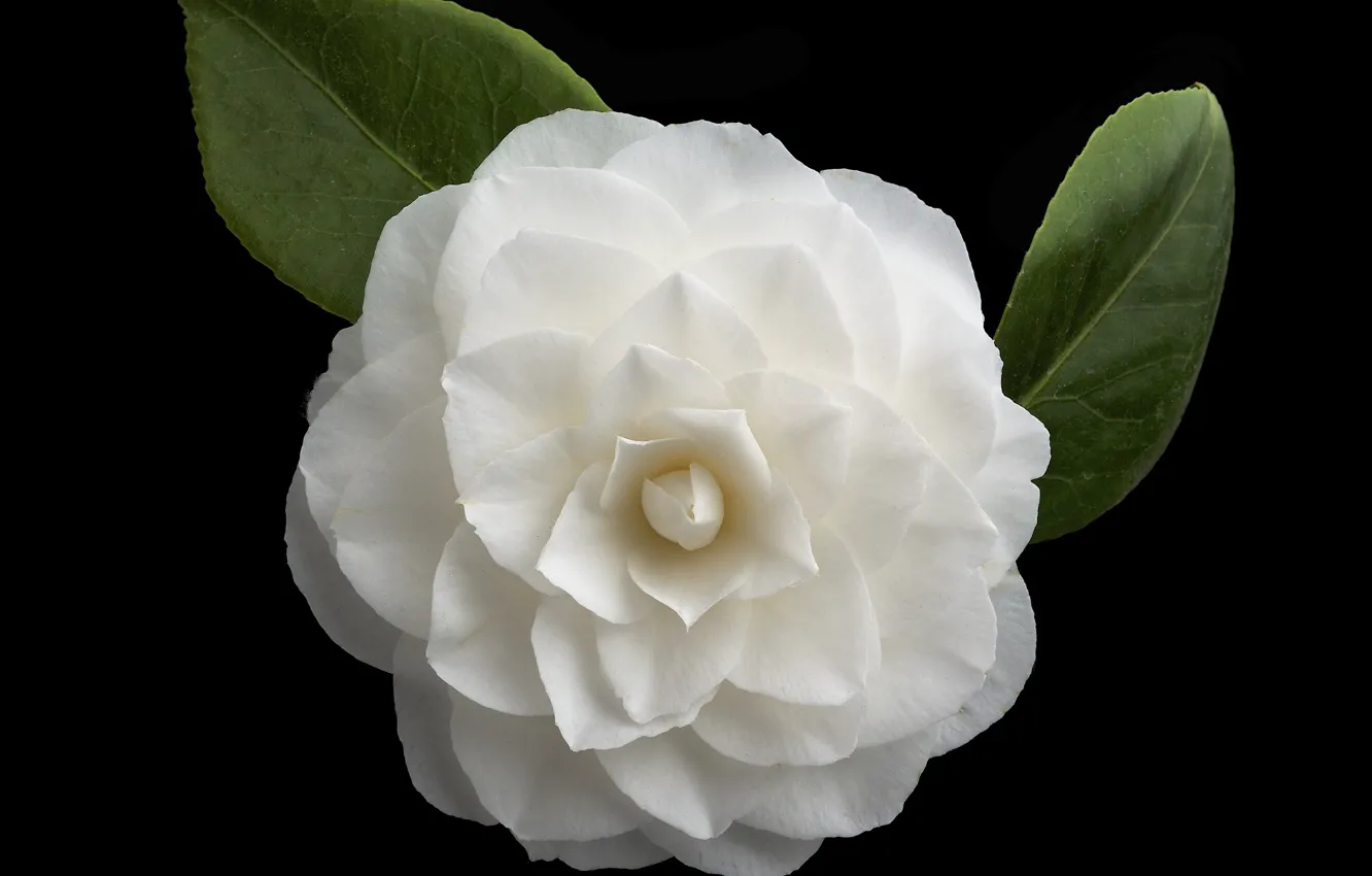 Photo wallpaper white, background, black, Camellia