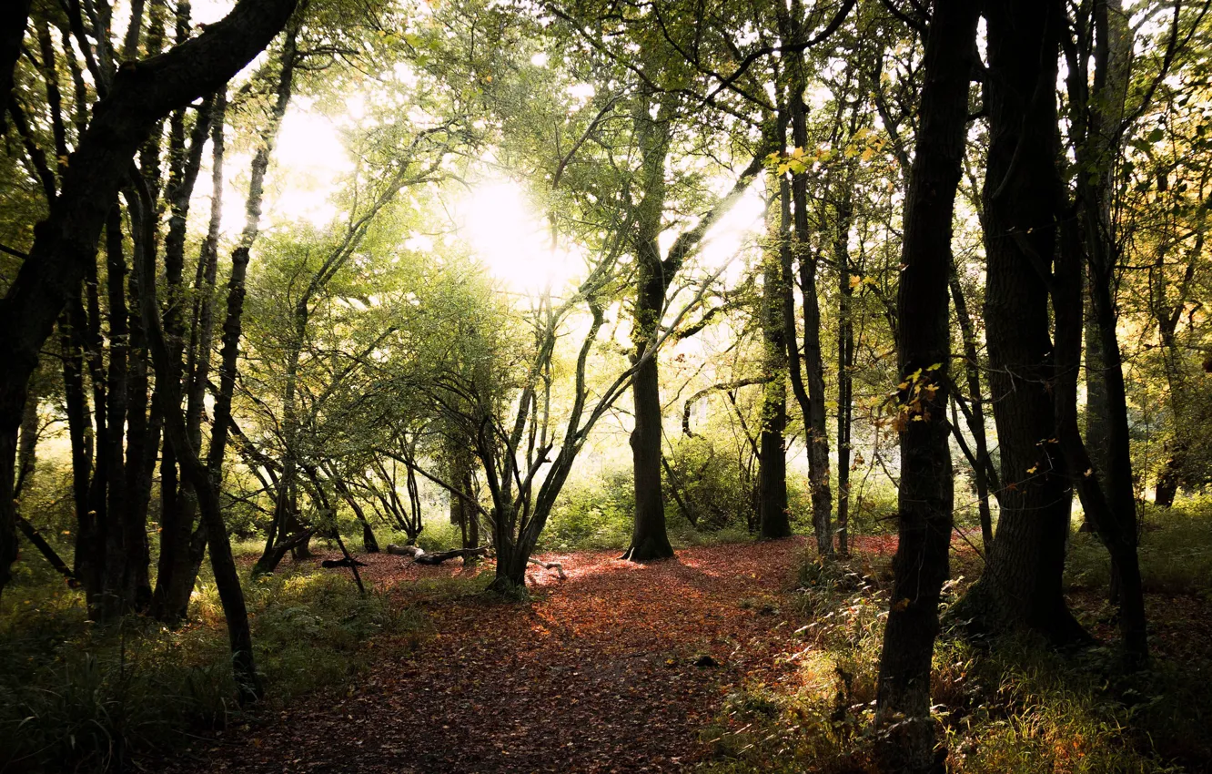 Photo wallpaper forest, pathway, sunlight
