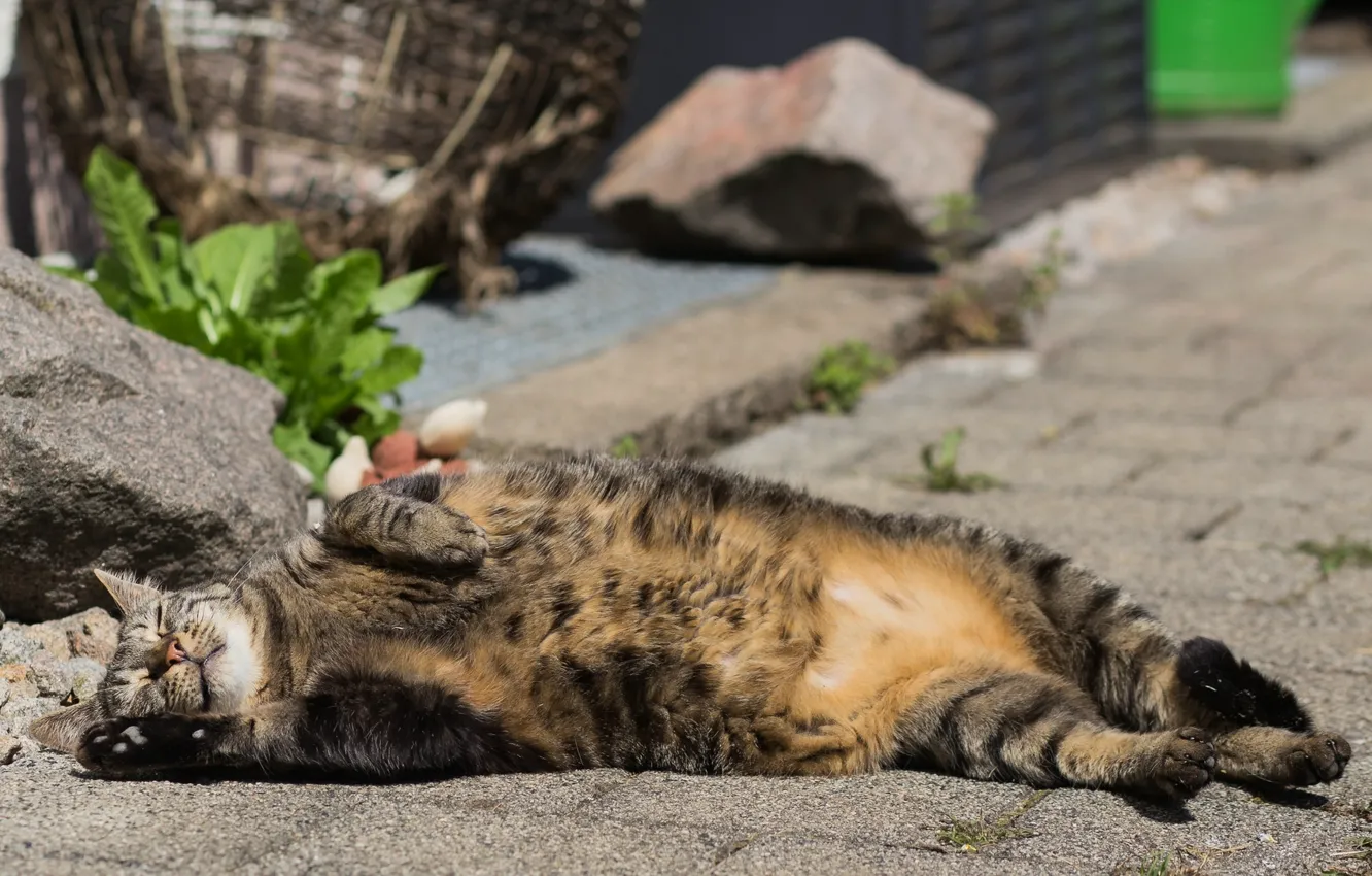 Photo wallpaper cat, stay, street, Koshak, striped