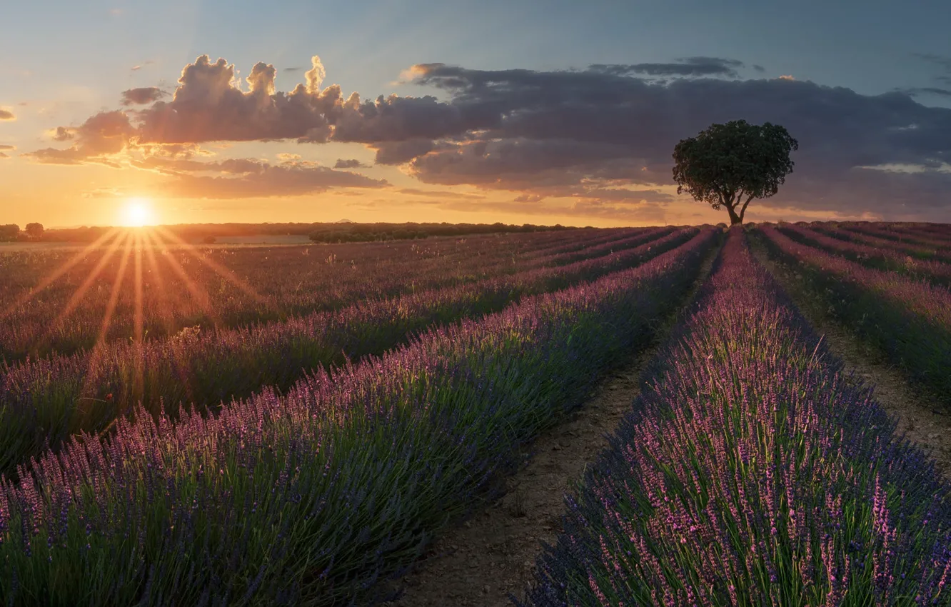 Photo wallpaper summer, the sky, the sun, clouds, rays, light, trees, sunset